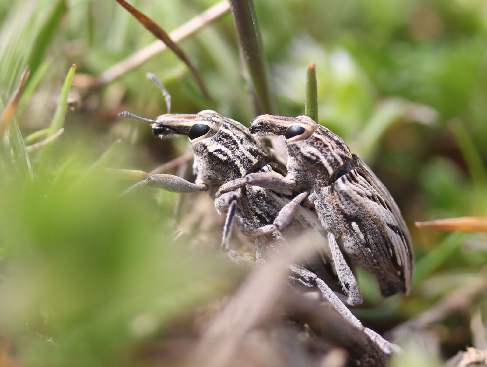 Canon EF-S 60mm F2.8 Macro USM sample photo. Insects, mating, two photography