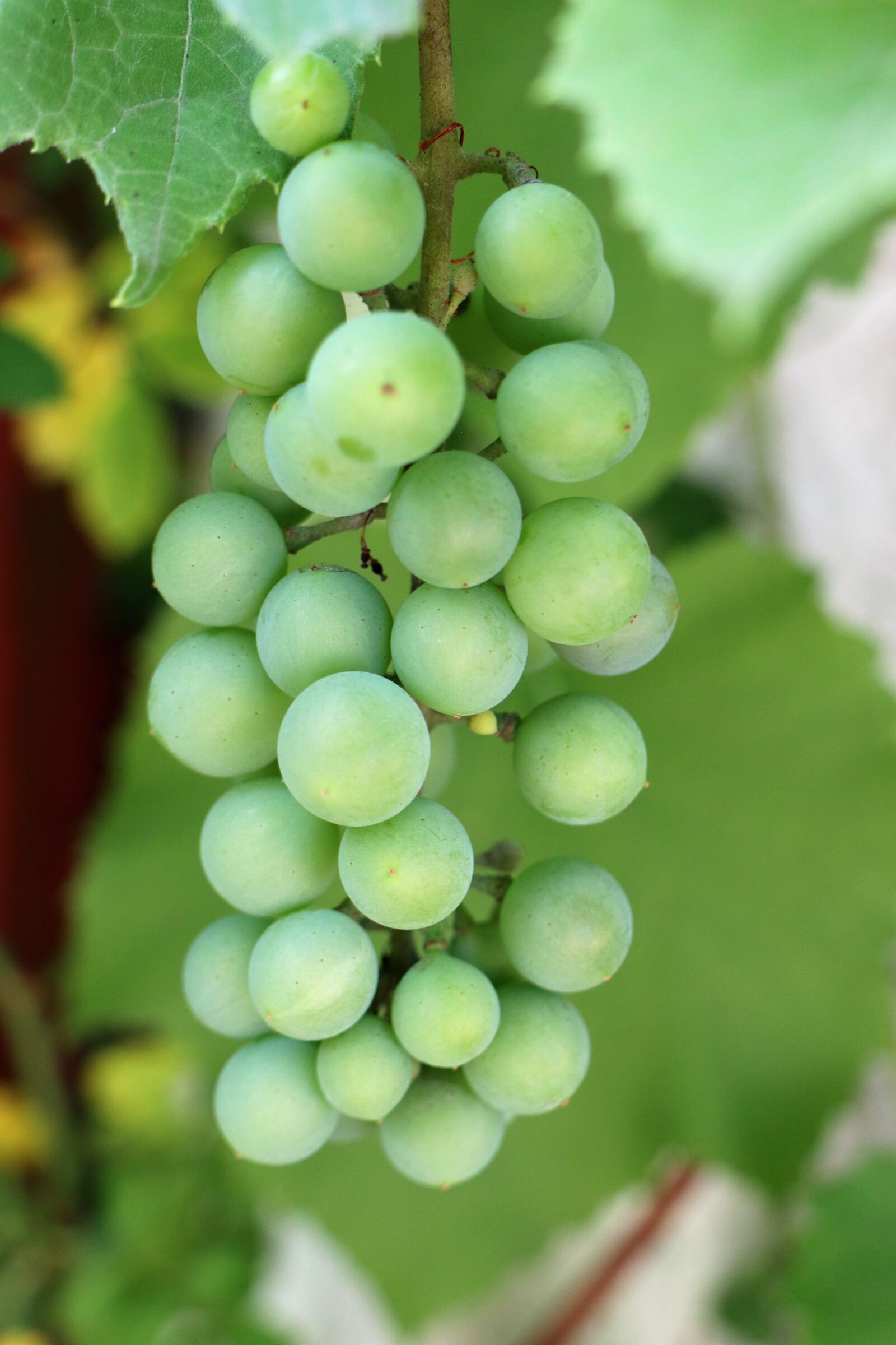 Canon EF-M 18-150mm F3.5-6.3 IS STM sample photo. Grapes, fruit, garden photography