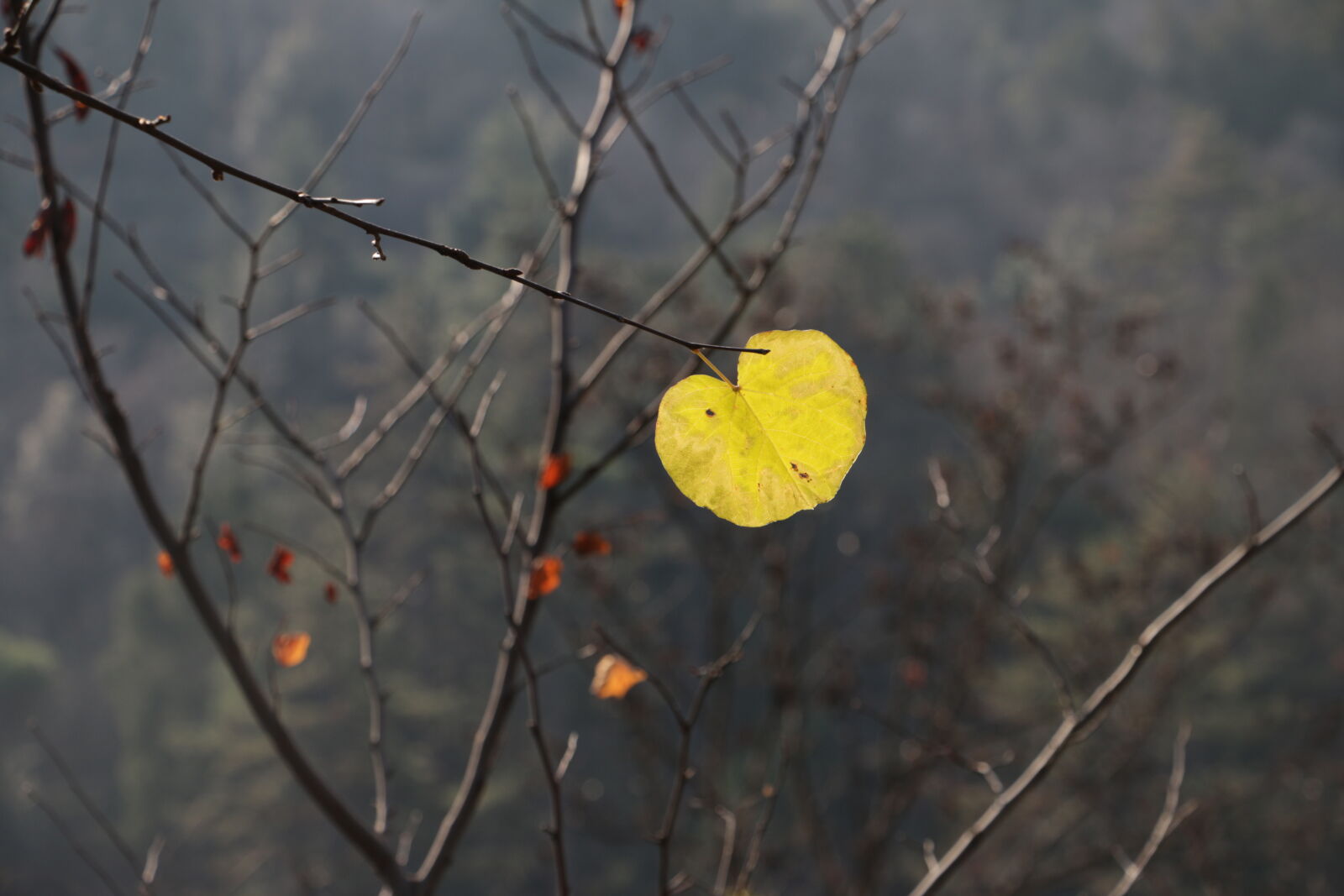 Canon EOS 70D sample photo
