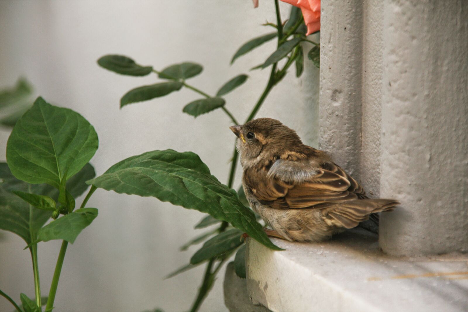 Canon EOS 40D sample photo. Sparrow, bird, feathers photography