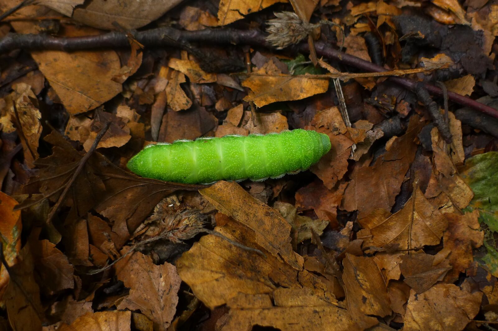 Panasonic Lumix DMC-LX5 sample photo. Caterpillar, insect, green photography