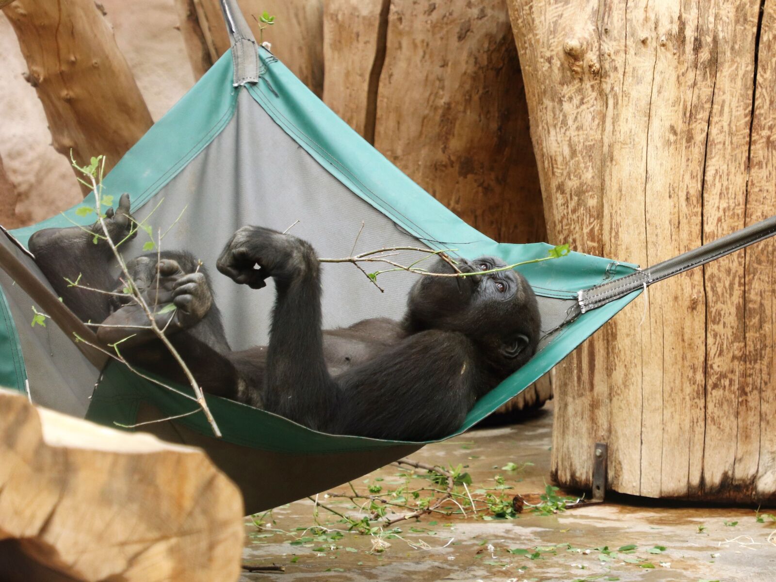 Canon EF 24-105mm F4L IS II USM sample photo. Monkey, gorilla, young photography