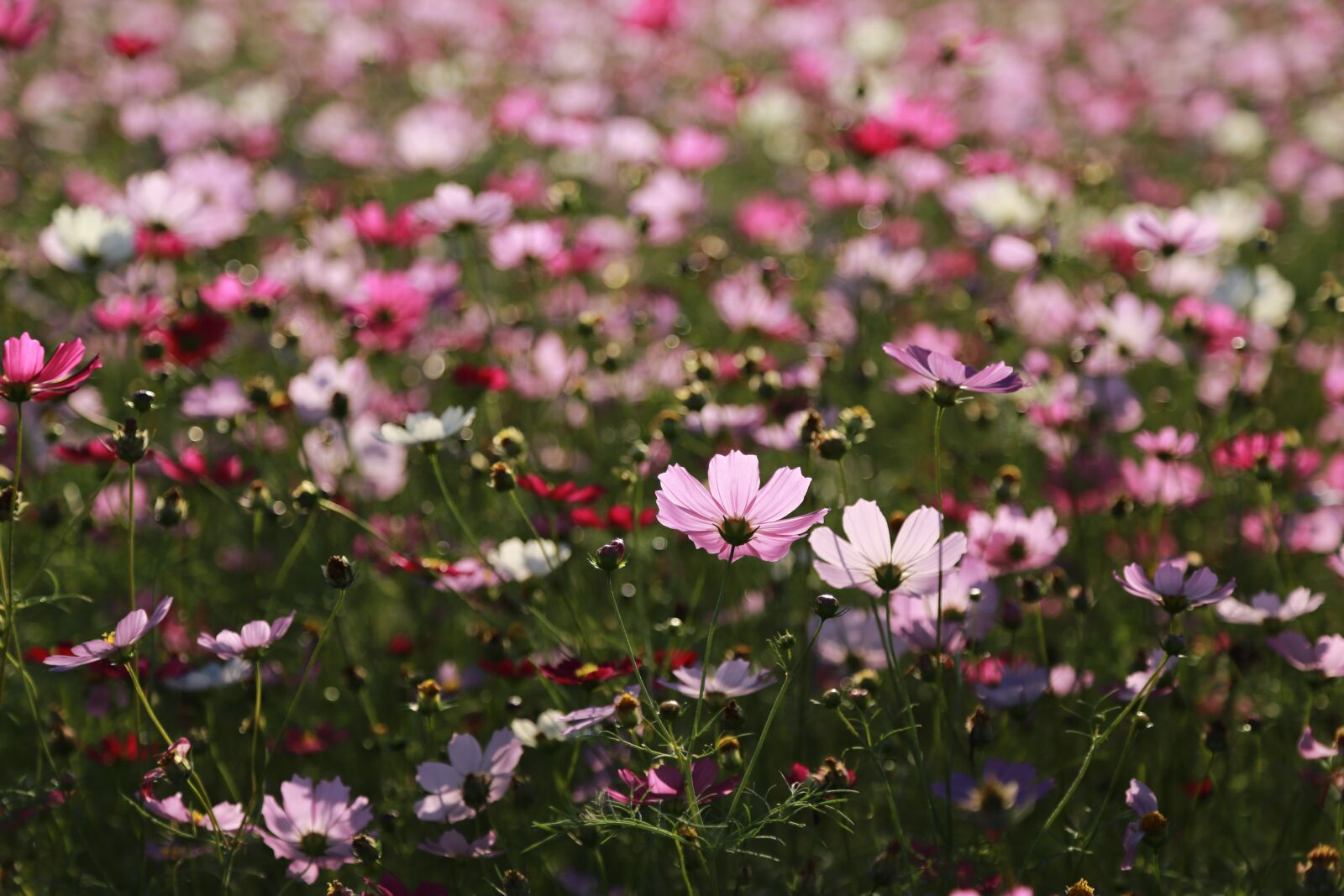 Canon EOS 6D sample photo. Cosmos, flowers, nature photography