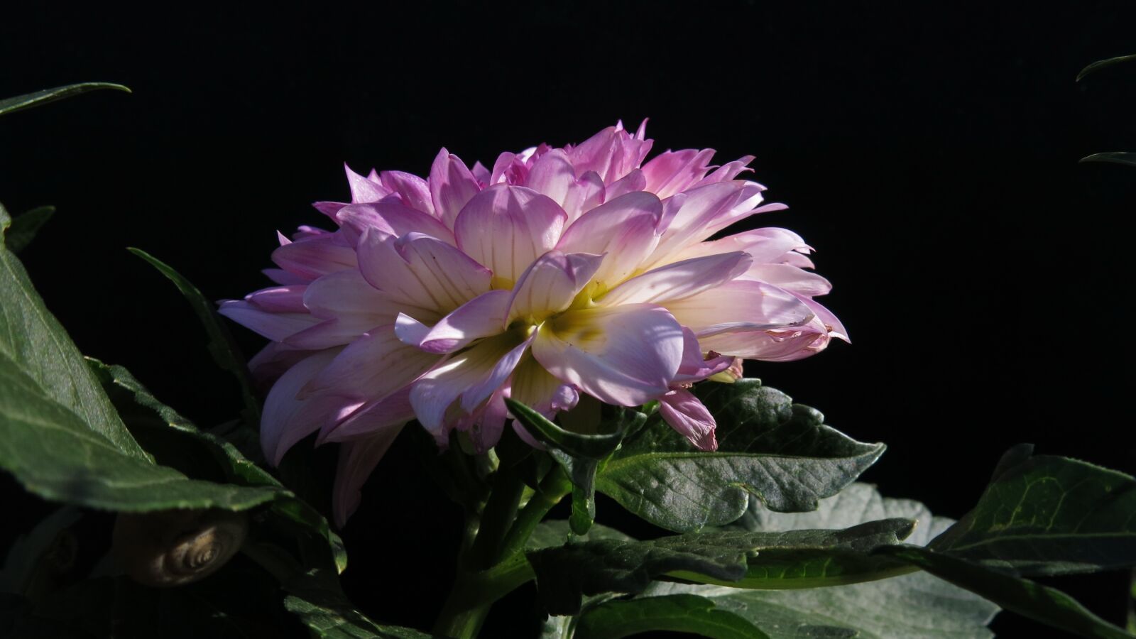Canon PowerShot G15 sample photo. Dahlia, kordessa, blossom photography