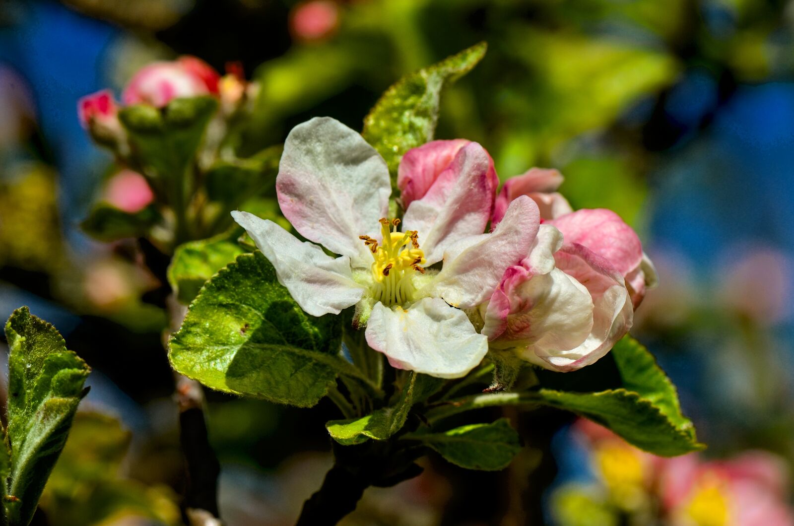 Nikon D7000 sample photo. Blossom, bloom, spring photography