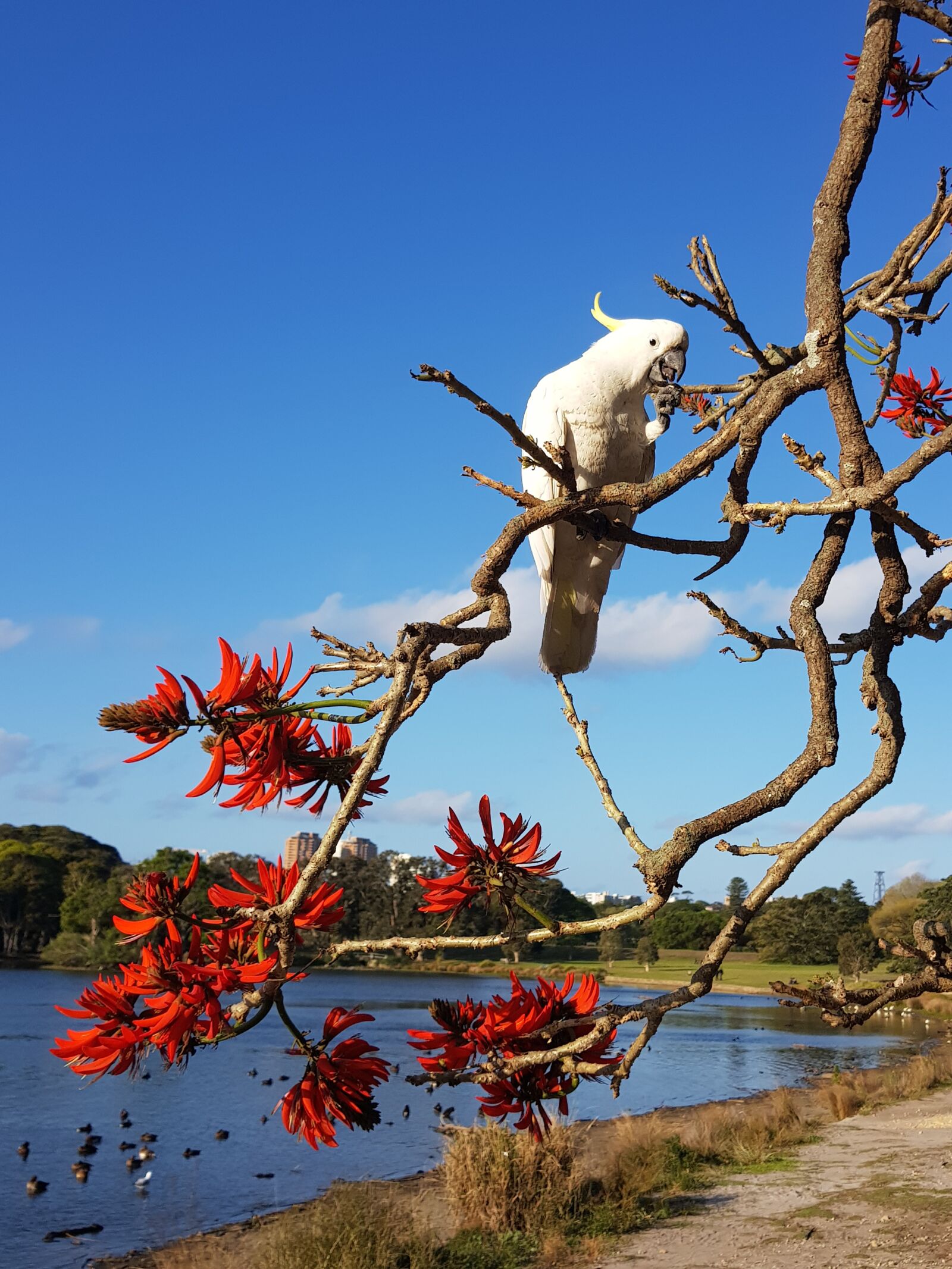 Samsung Galaxy S8+ sample photo. Cockatoo, bird, tree photography