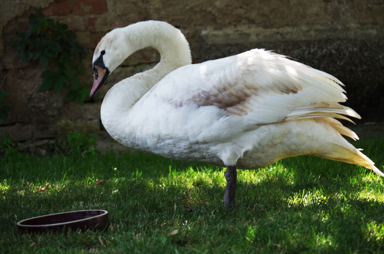 Pentax K-500 sample photo. Swan, bird, white photography