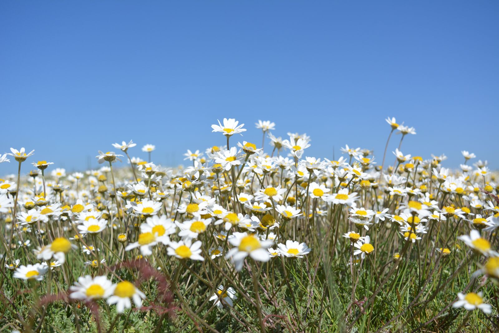 Nikon D5200 sample photo. Daisies, flowers, wildflowers photography