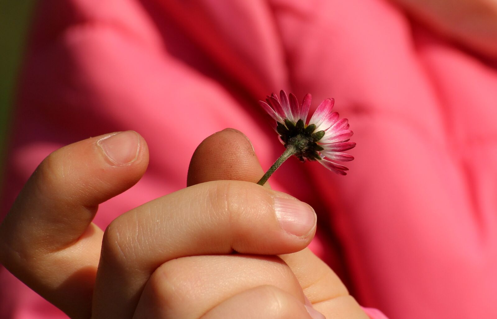 Canon EOS 1200D (EOS Rebel T5 / EOS Kiss X70 / EOS Hi) sample photo. Daisy, the child's hand photography