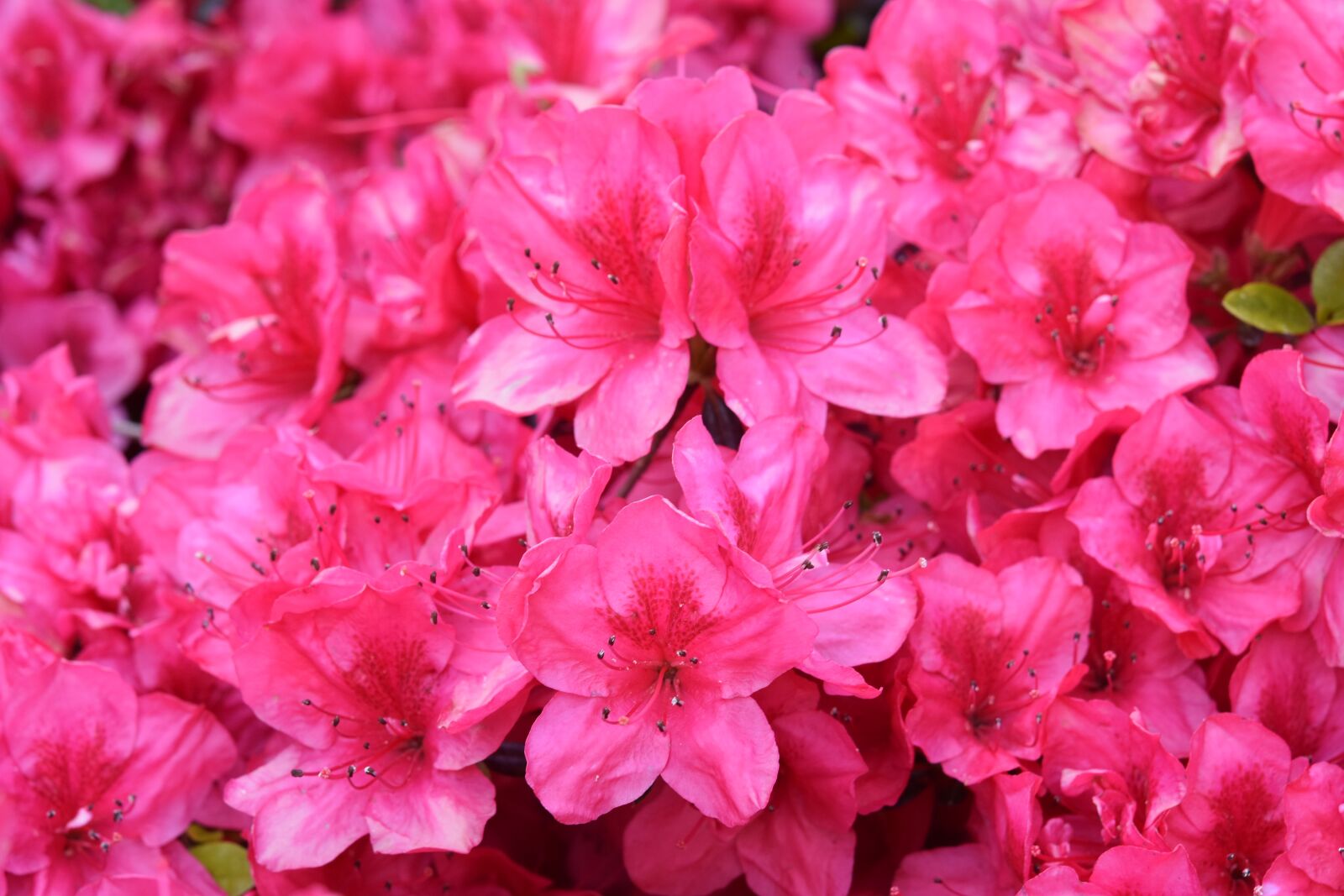 Nikon D5600 sample photo. Flowers, the flowers of photography