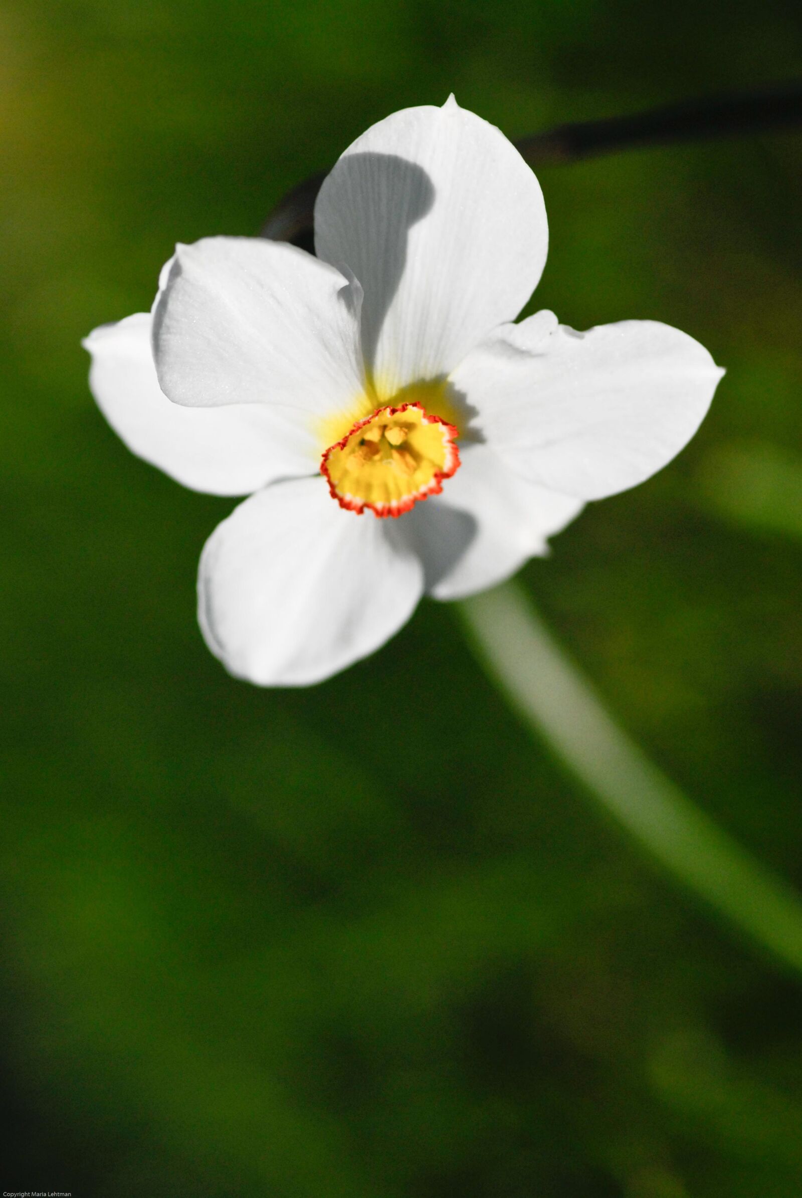 Nikon D200 sample photo. Narcissus, flower, flowers photography