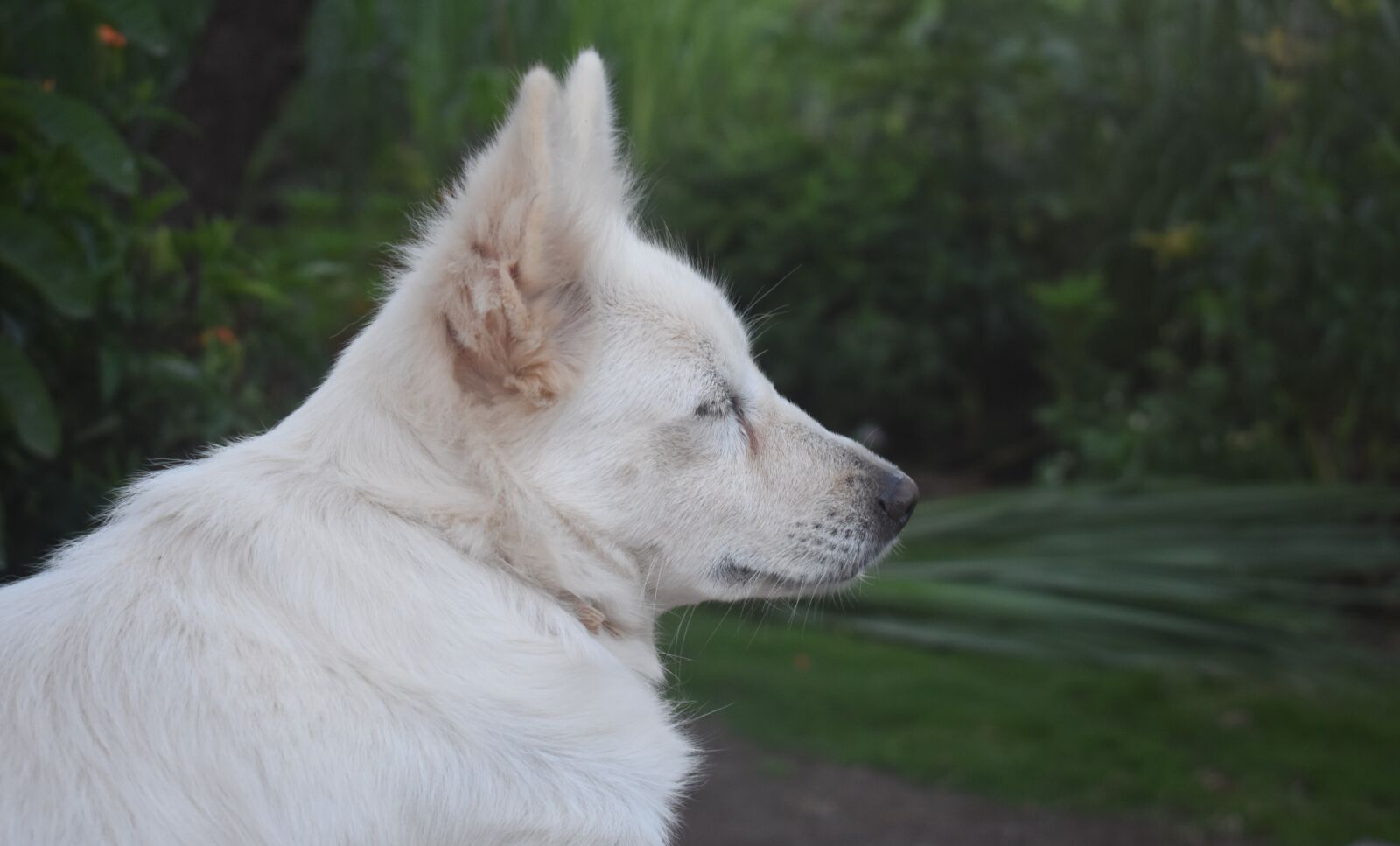 Nikon D3400 sample photo. Dogs, spitz, nature photography