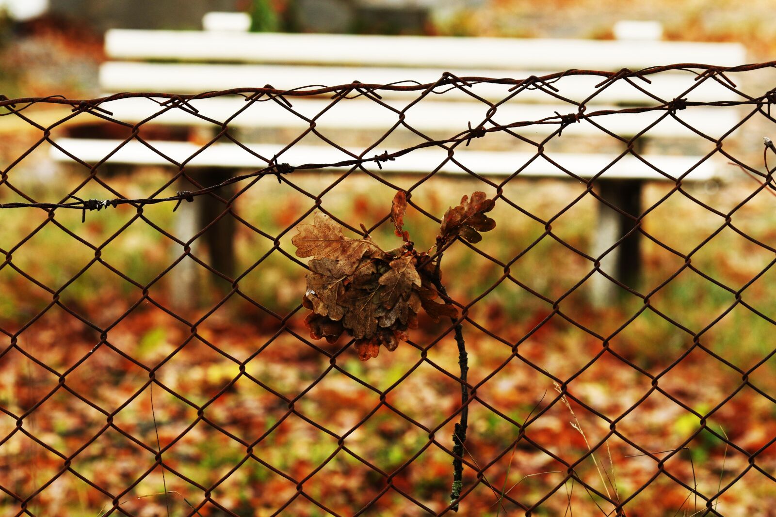 Canon EOS 7D Mark II + Canon EF 135mm F2L USM sample photo. Bench, fence, autumn photography
