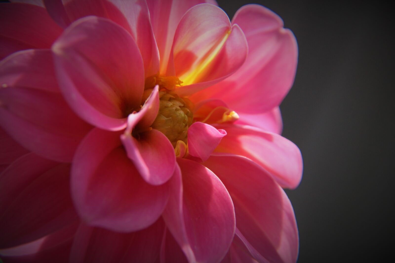 Canon EOS 2000D (EOS Rebel T7 / EOS Kiss X90 / EOS 1500D) sample photo. Dahlia, flower, blossom photography
