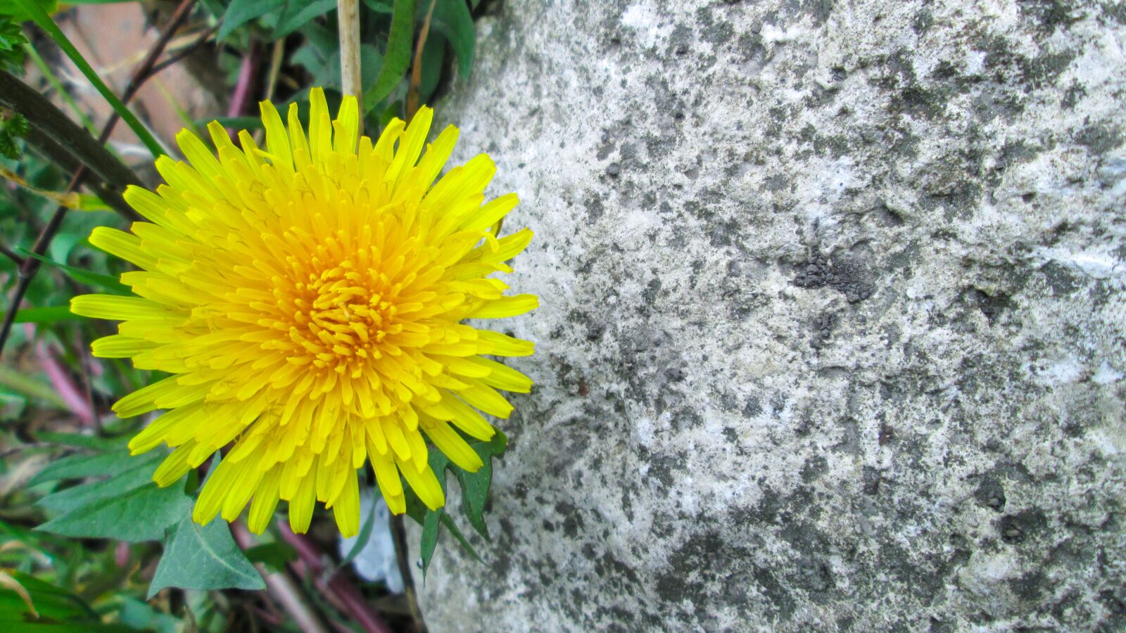 Canon PowerShot A810 sample photo. Photo, flower, stone photography