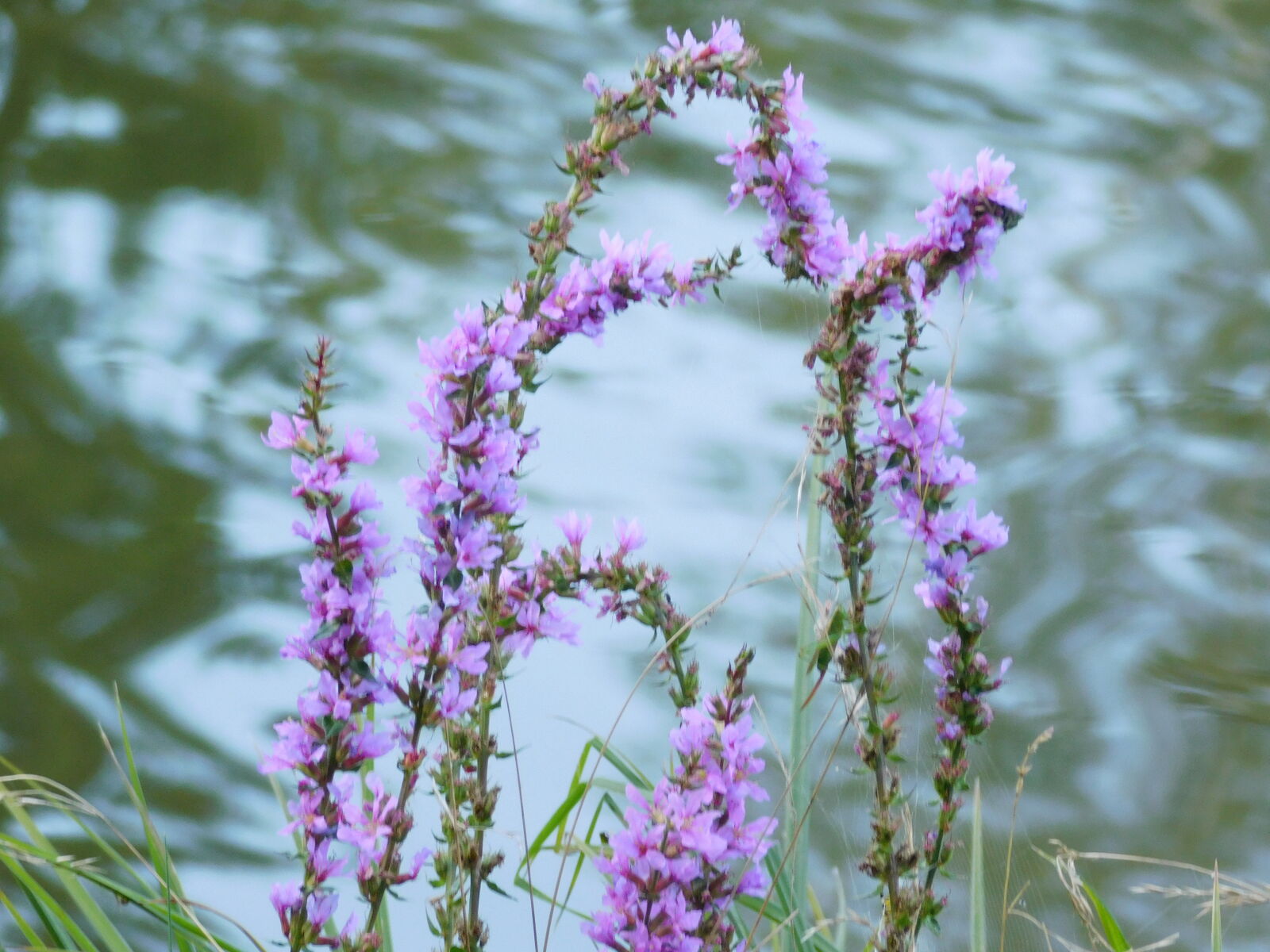 Nikon Coolpix L840 sample photo. Colorful, flower, lake, lilac photography