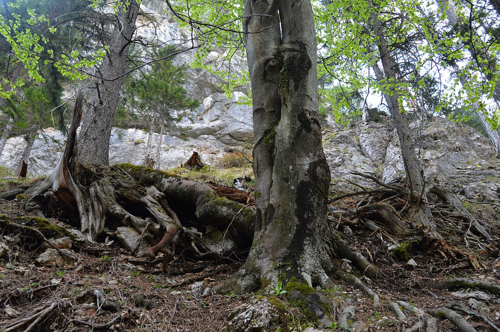 Nikon D3200 sample photo. Snow mountain, rax, lower photography