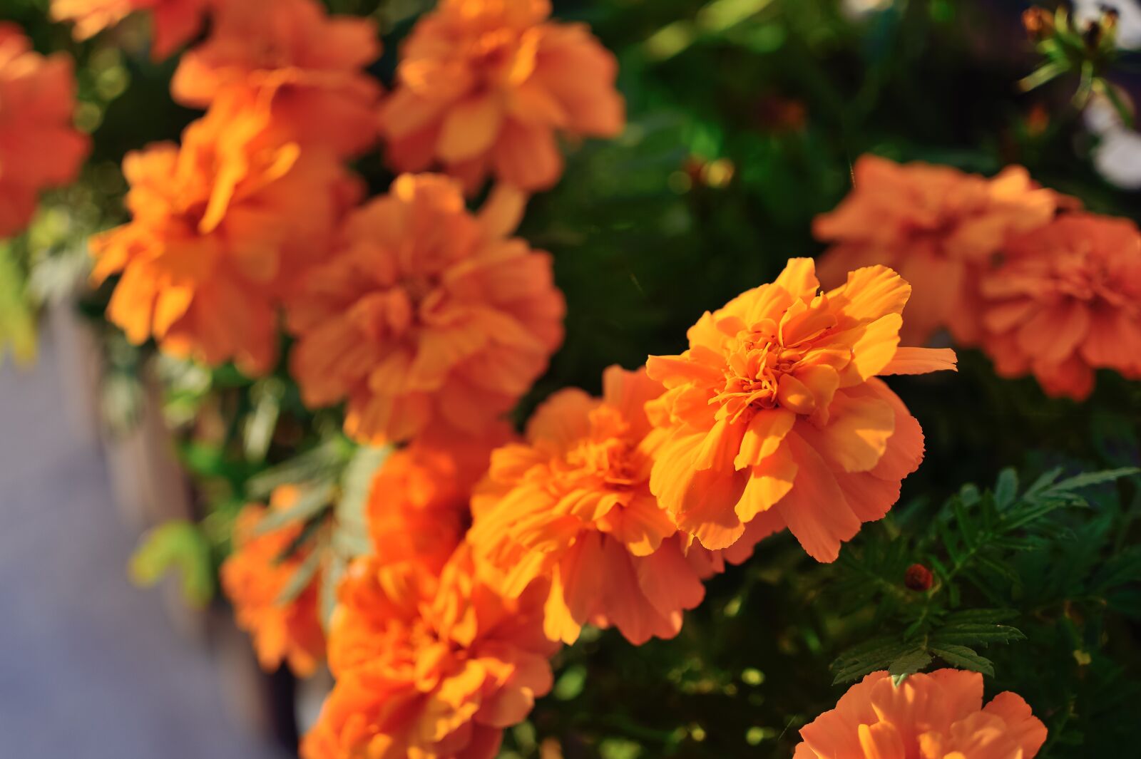Nikon Df sample photo. Natural, plant, marigold photography