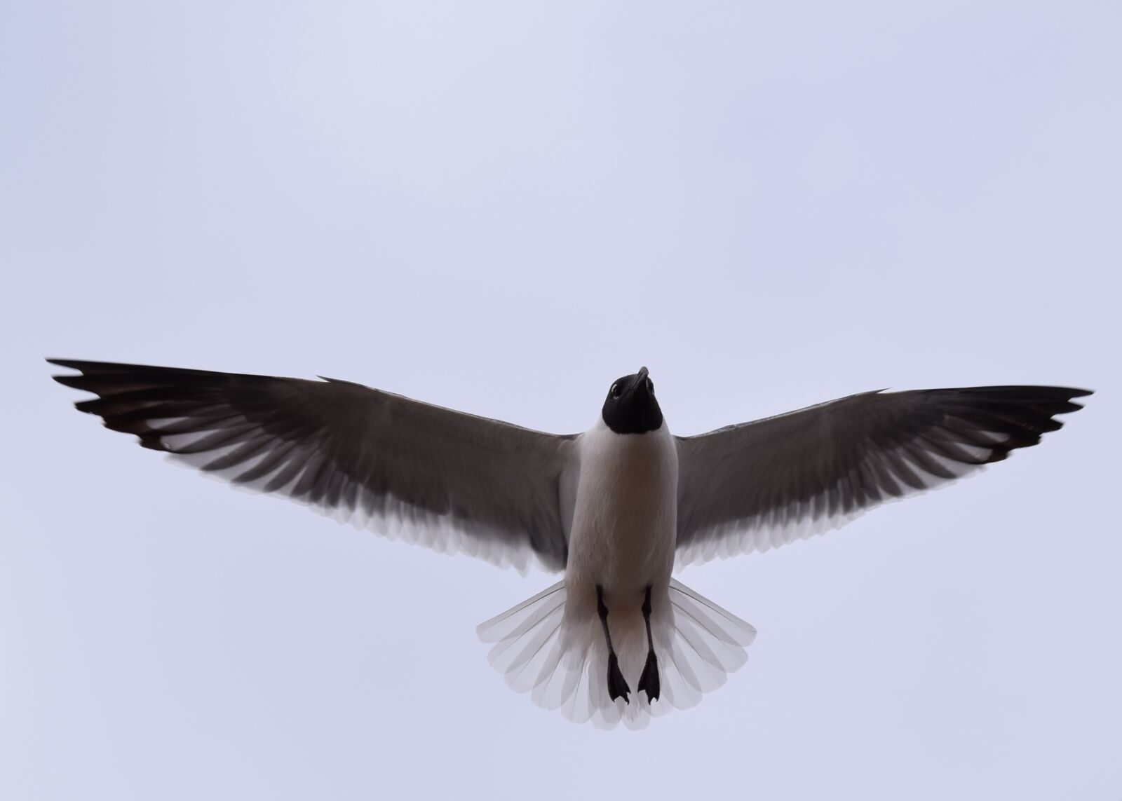Nikon D3300 sample photo. Bird, flight, wildlife photography