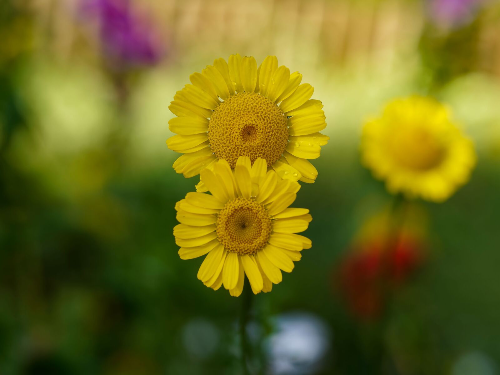 Olympus M.Zuiko Digital ED 60mm F2.8 Macro sample photo. Flowers, yellow flowers, anthemis photography