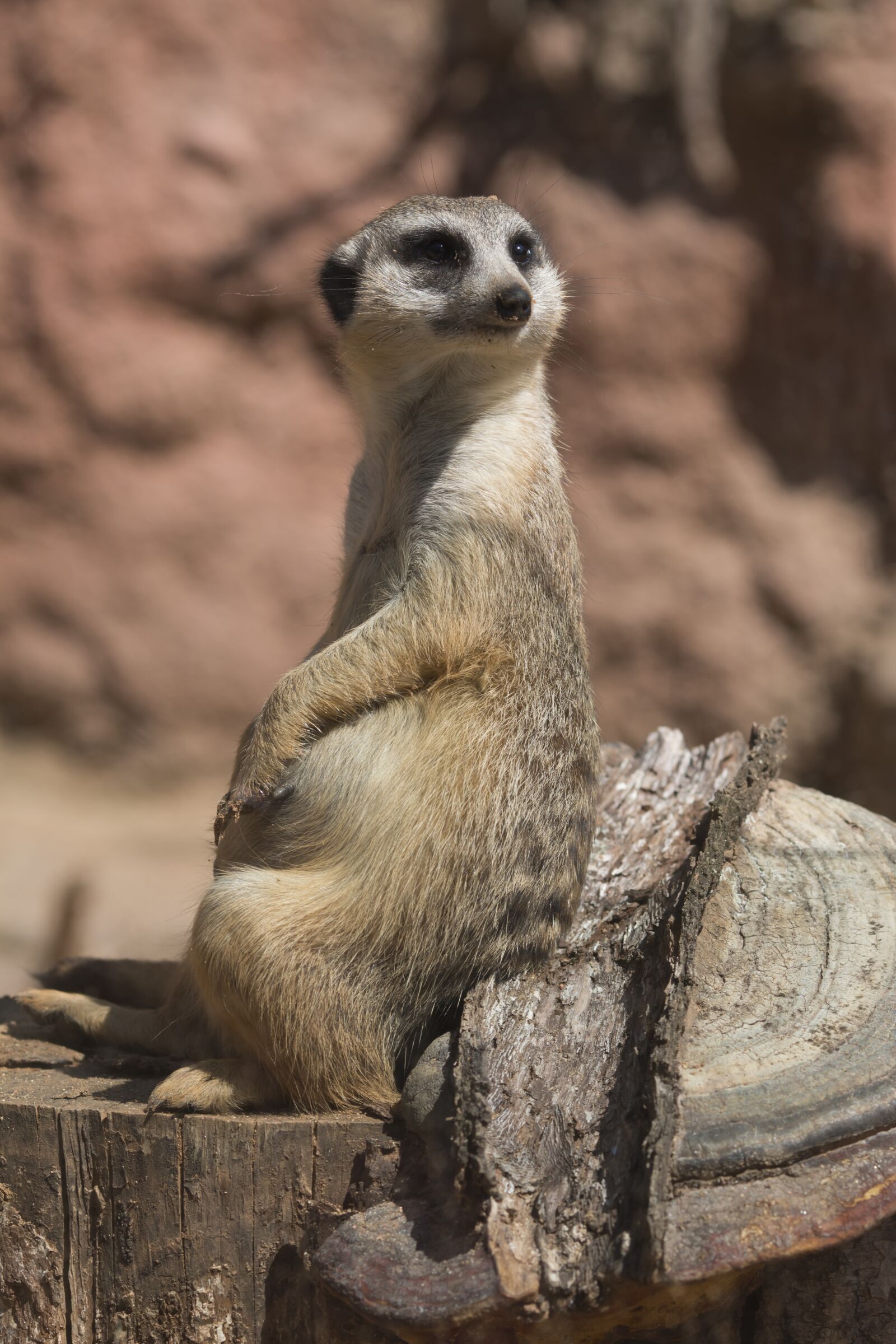 Canon EOS 70D sample photo. Meerkat, animal, zoo photography