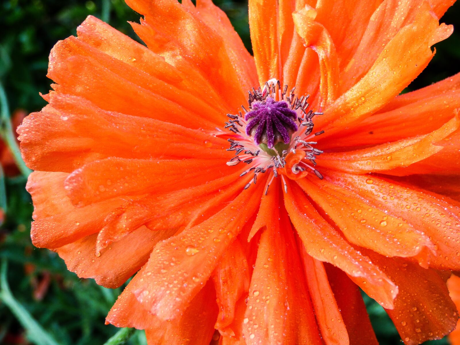 Panasonic DMC-FZ72 sample photo. Spring, flower, poppy photography
