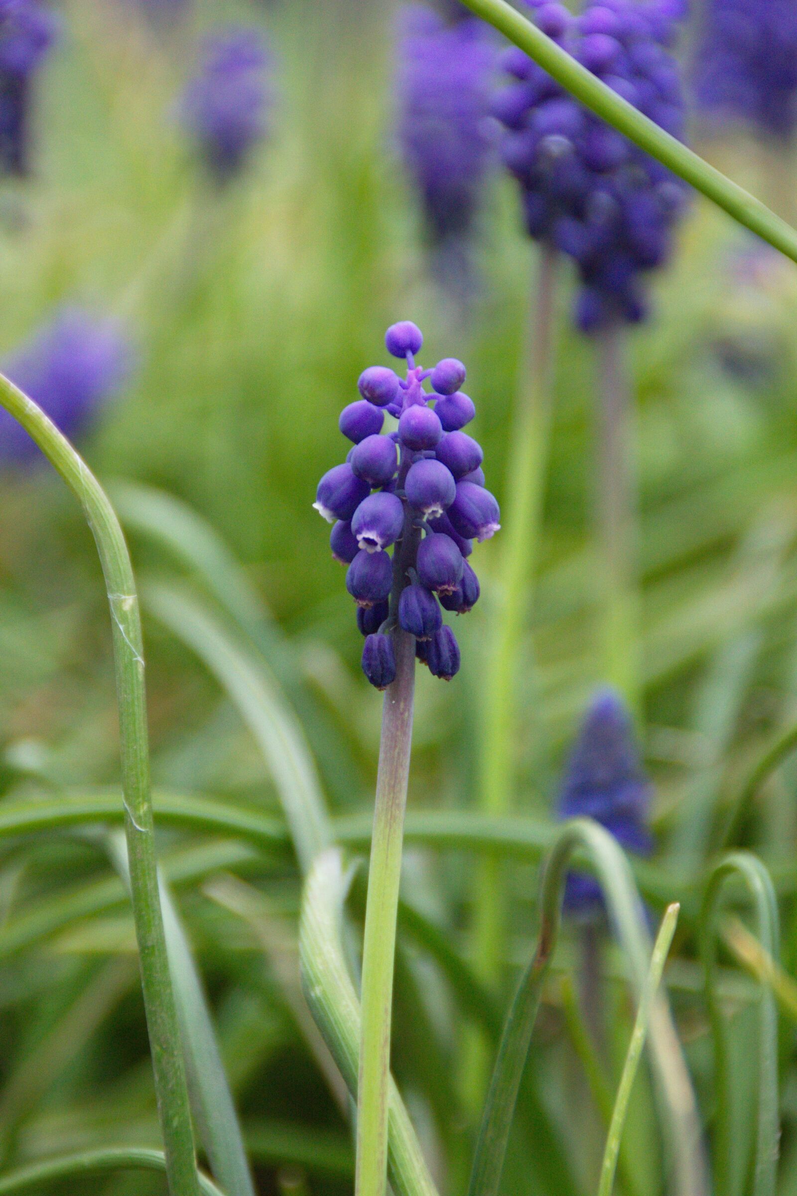 Canon EOS 600D (Rebel EOS T3i / EOS Kiss X5) sample photo. Nature, plant, flower photography