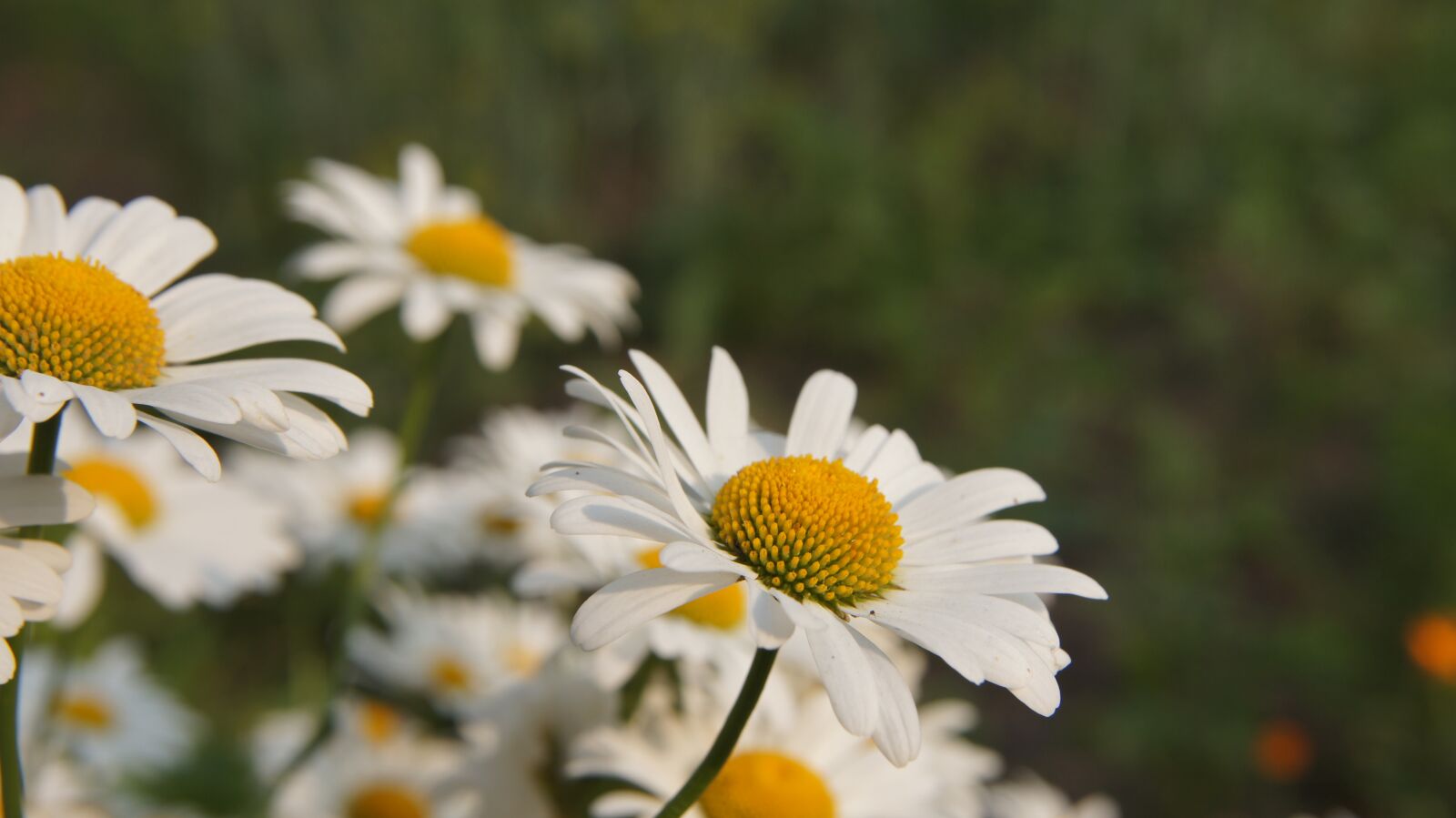 Sony SLT-A55 (SLT-A55V) + Sony DT 18-55mm F3.5-5.6 SAM sample photo. Chamomile, wildflowers, flower photography