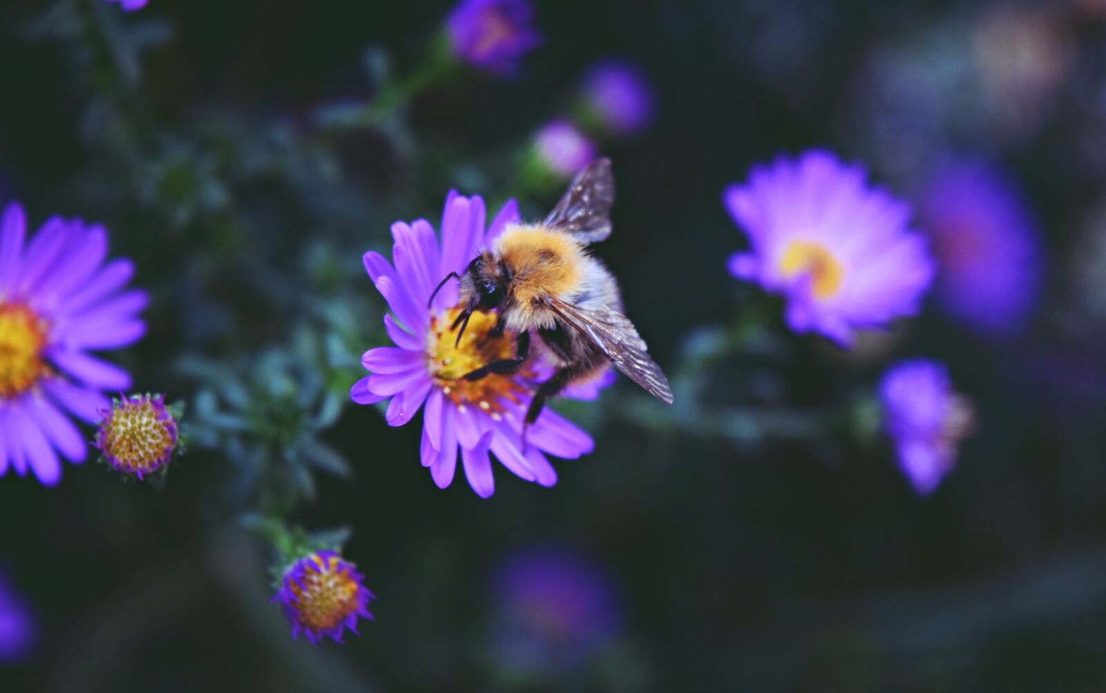 Nikon D3300 sample photo. Flower, purple, blossom photography