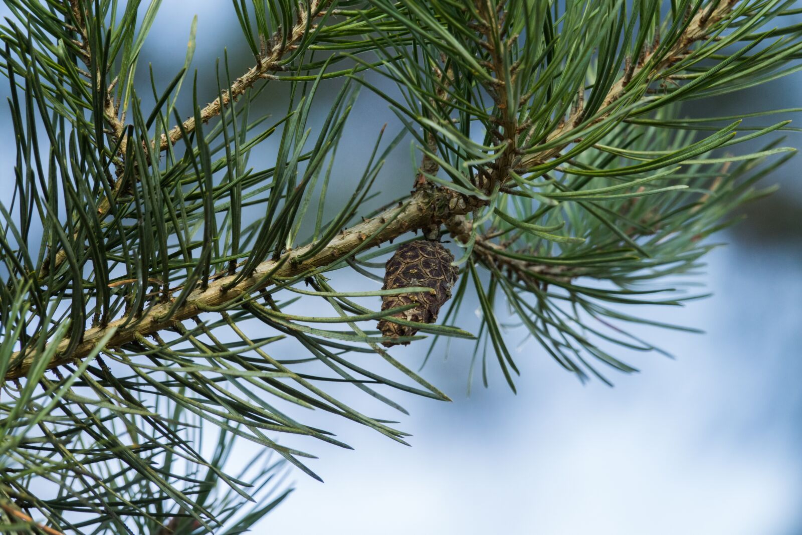 Sony Cyber-shot DSC-RX10 III sample photo. Needle, tree photography