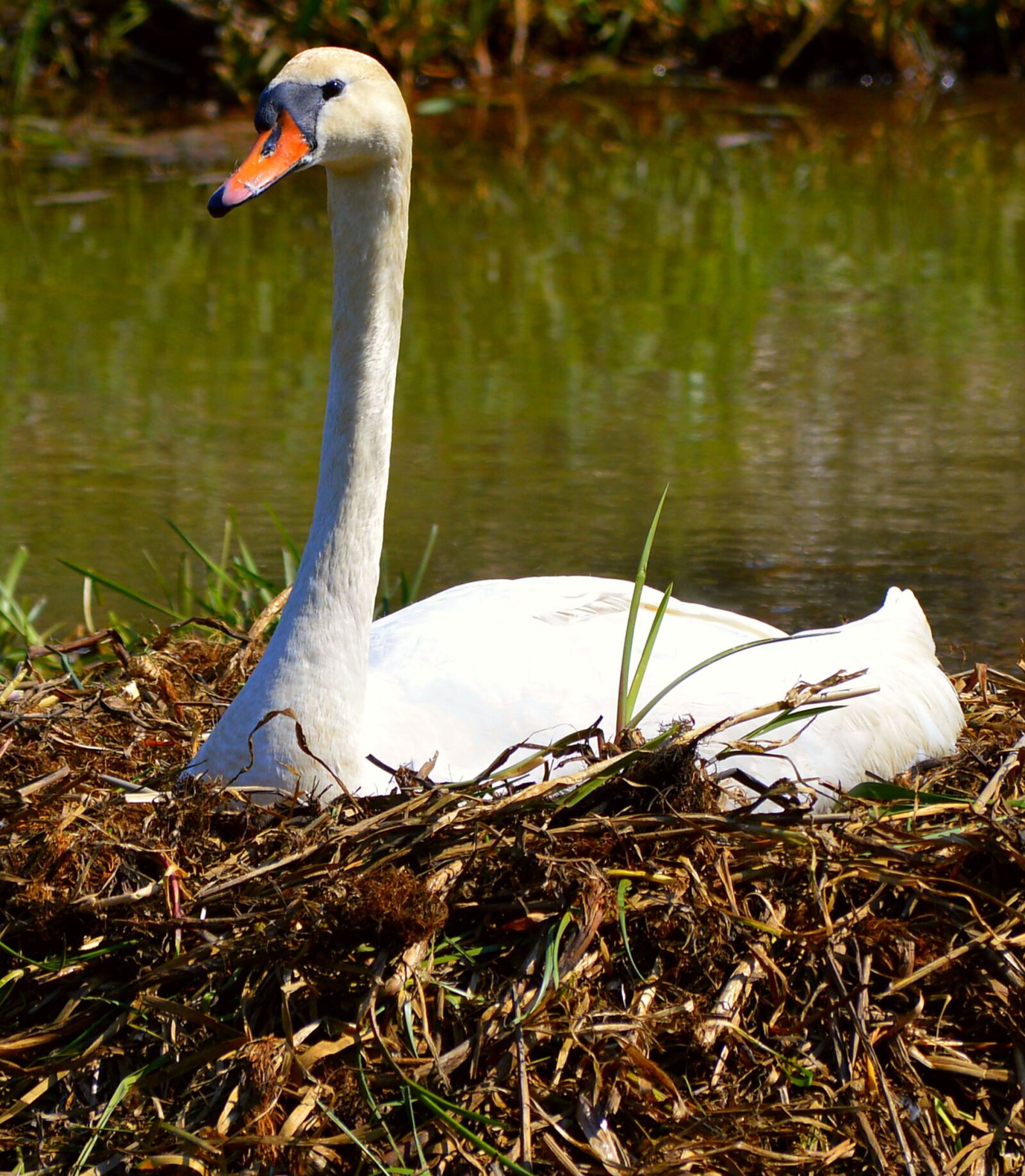 Nikon D3200 sample photo. Swan, nest, fluff photography