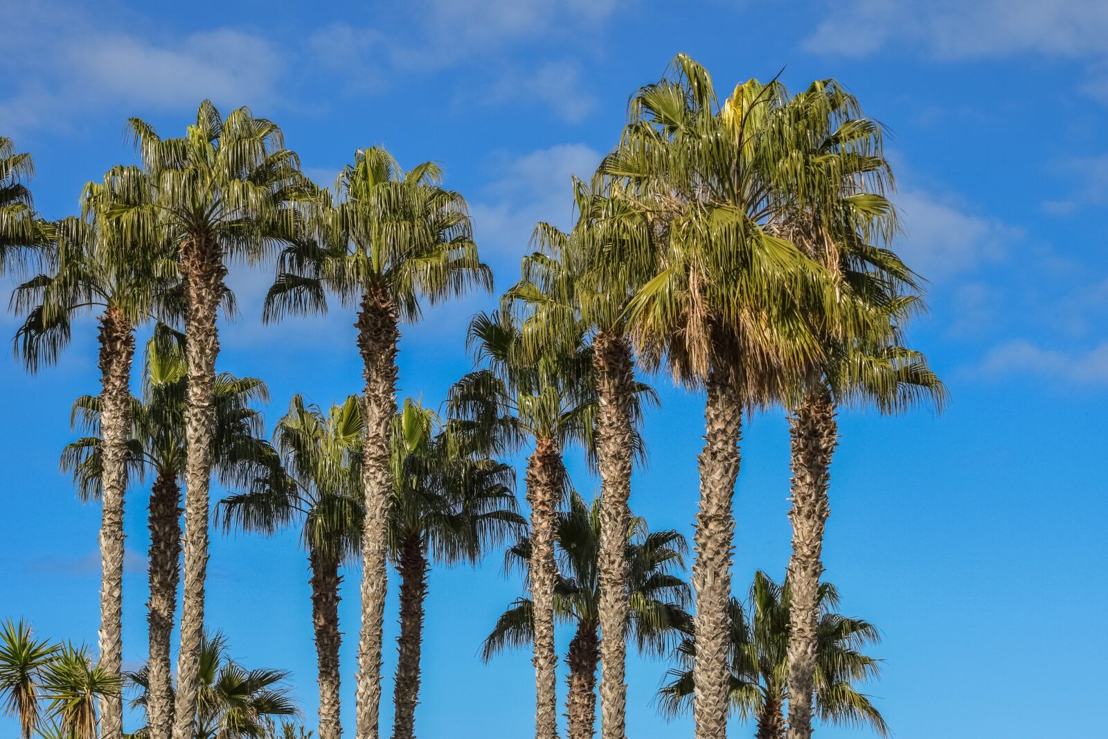 Nikon D3300 sample photo. Palm, trees, tropical photography