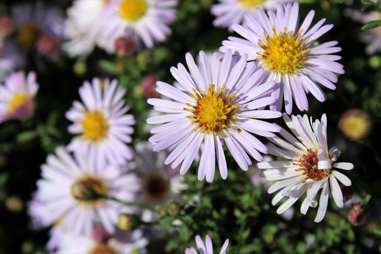 Canon EOS 2000D (EOS Rebel T7 / EOS Kiss X90 / EOS 1500D) sample photo. Aster, aster amellus, natur photography