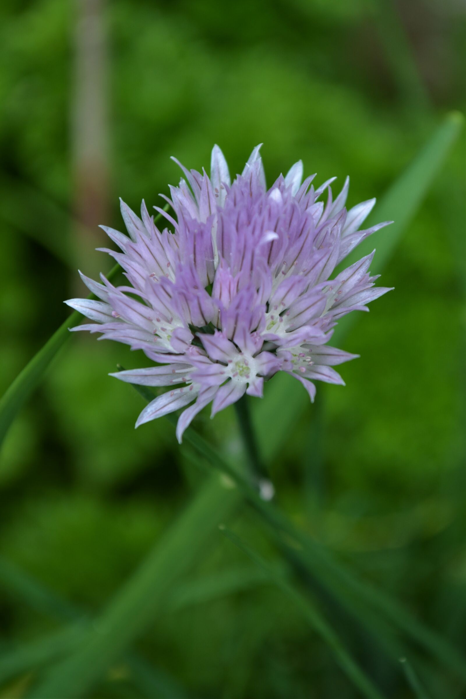 Nikon D5200 sample photo. Flower, purple, purple flower photography