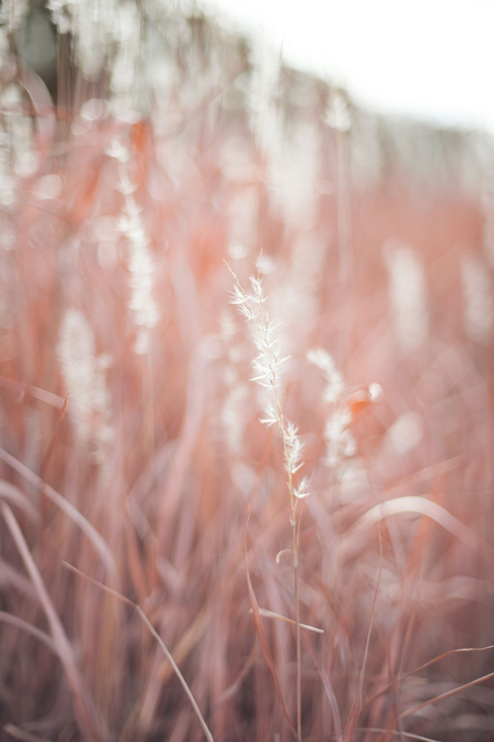 Nikon D700 sample photo. Field, grass, nature photography