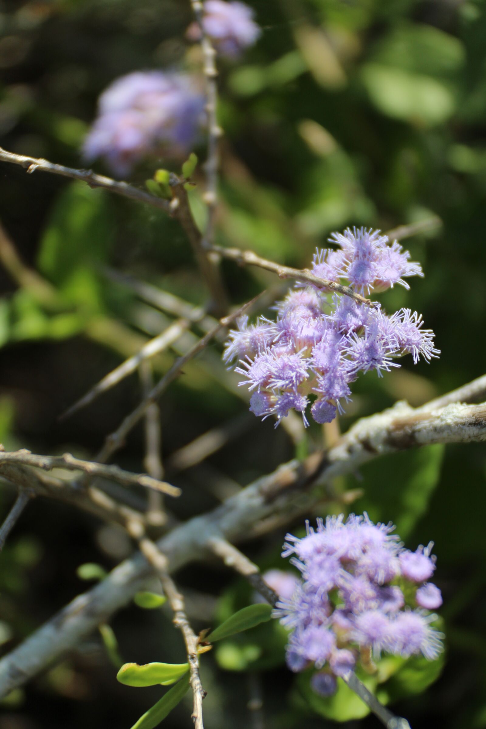 Canon EOS 650D (EOS Rebel T4i / EOS Kiss X6i) + Canon EF-S 18-55mm F3.5-5.6 IS II sample photo. Trees, blossom, spring photography