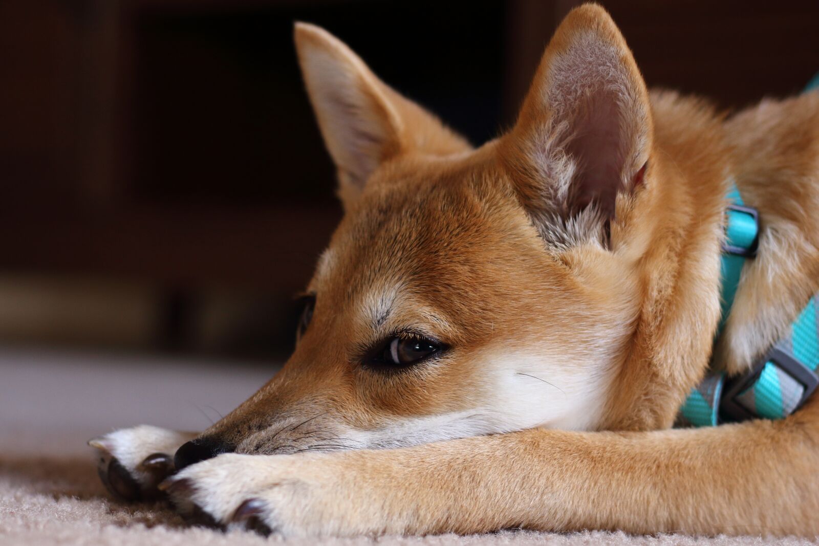 Canon EOS 700D (EOS Rebel T5i / EOS Kiss X7i) sample photo. Puppy, dog, pet photography