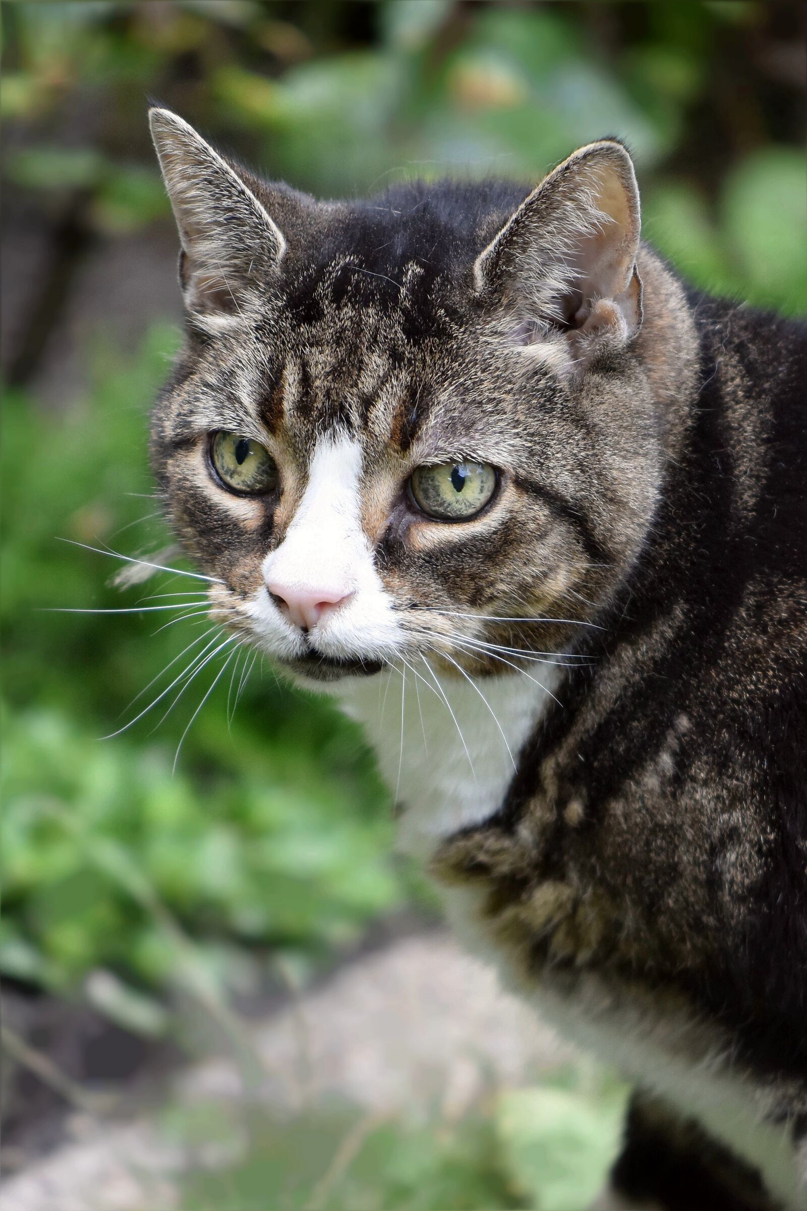 Nikon D5600 sample photo. Cat, old, character photography