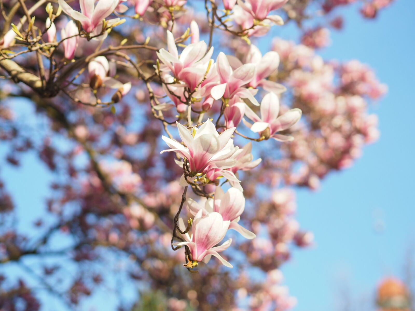 Olympus PEN E-PL9 sample photo. Magnolia, spring, blossom photography