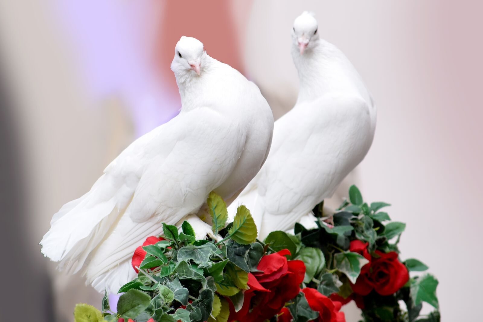 Nikon D5300 sample photo. Dove, wedding, marriage photography