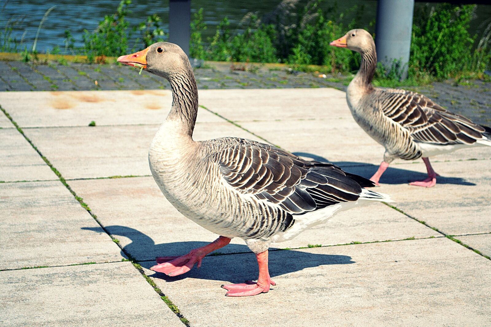 Nikon D3100 sample photo. Goose, bird, nature photography