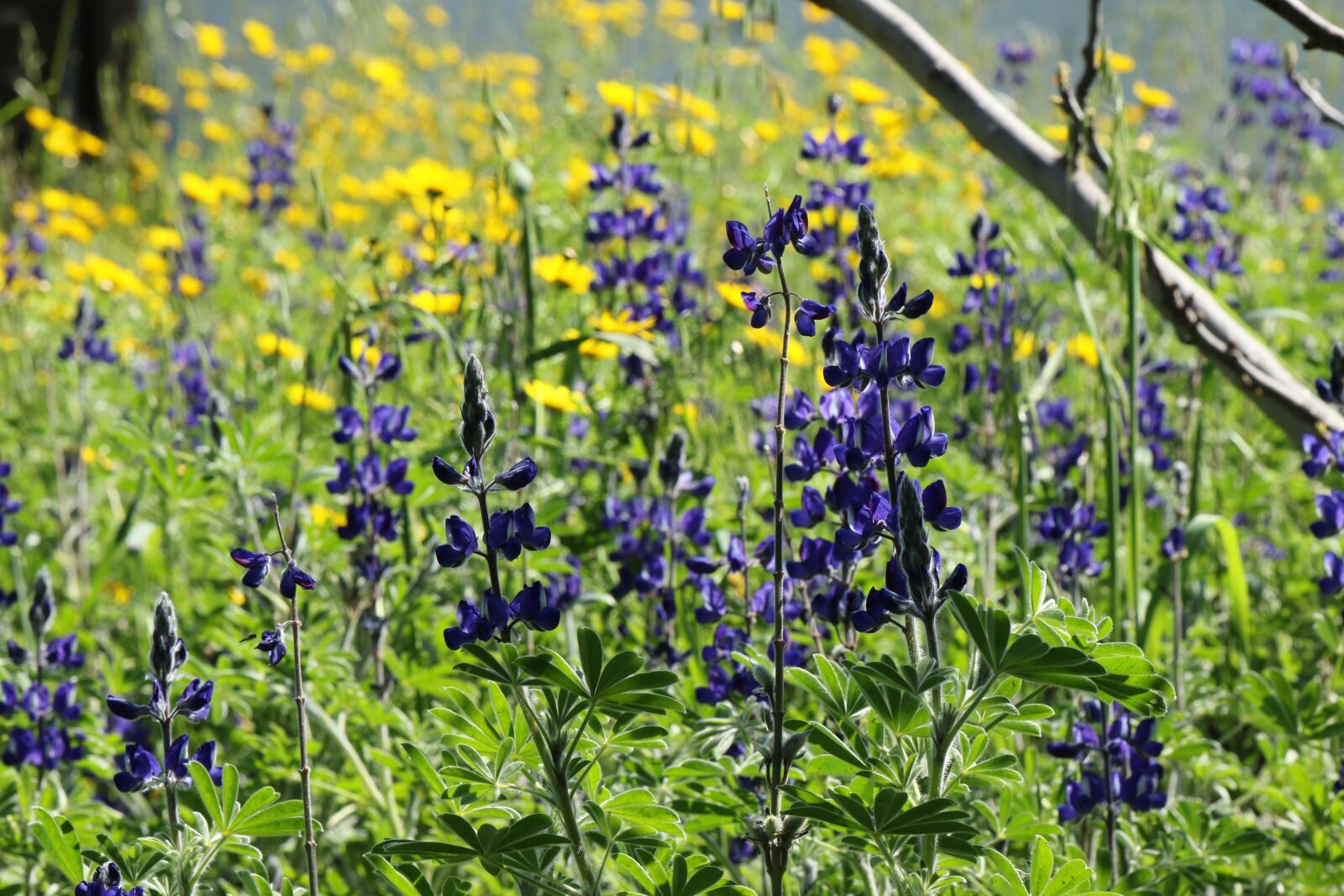 Canon EOS 7D Mark II sample photo. Flowers, field, lupines photography