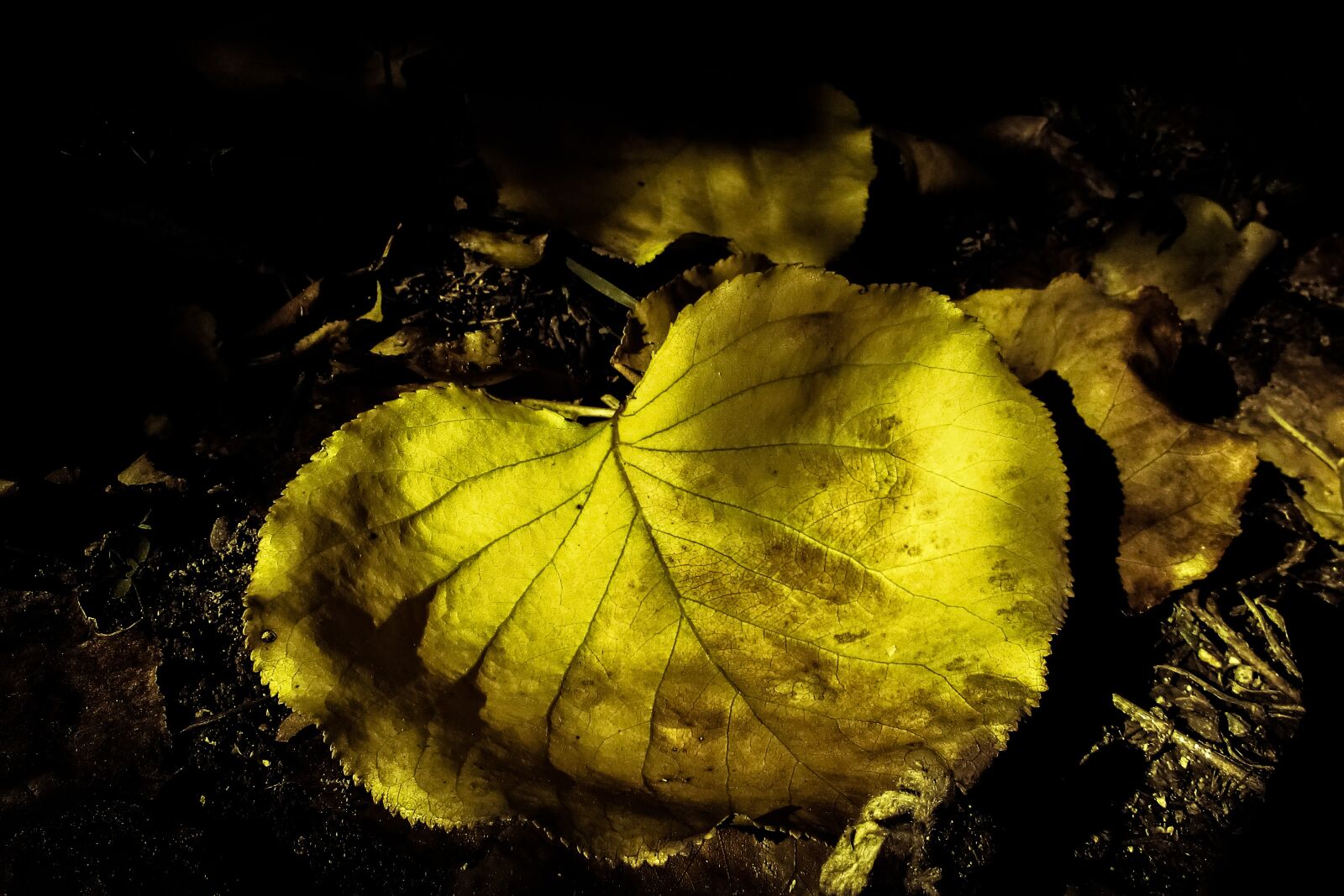 Canon PowerShot SX400 IS sample photo. Autumn, leaf, fall photography