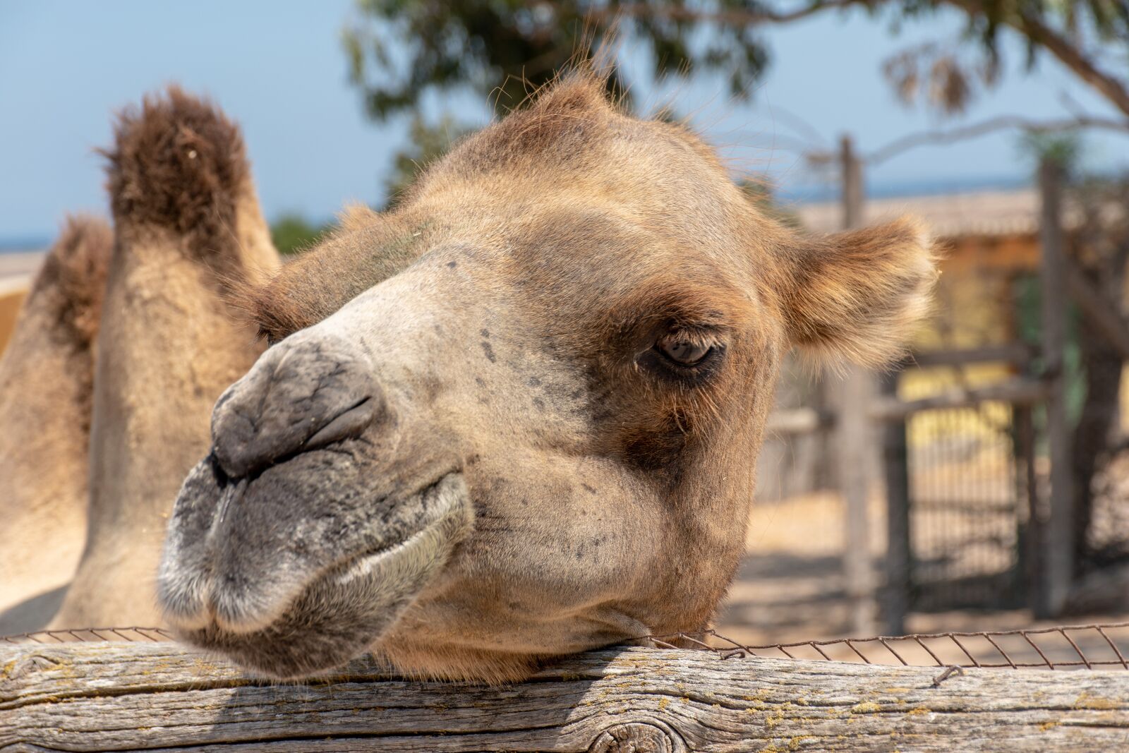 Nikon D5500 sample photo. Camel, animal, desert photography