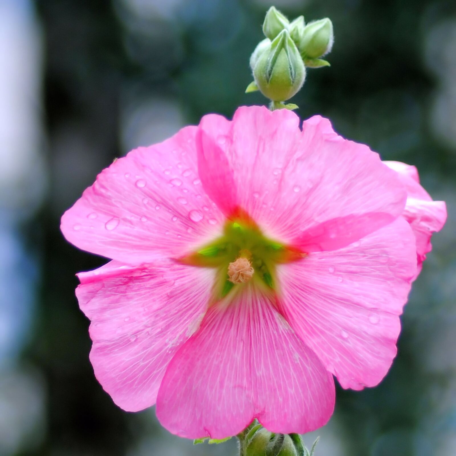 Nikon D3000 sample photo. Mallow, stock rose, blossom photography