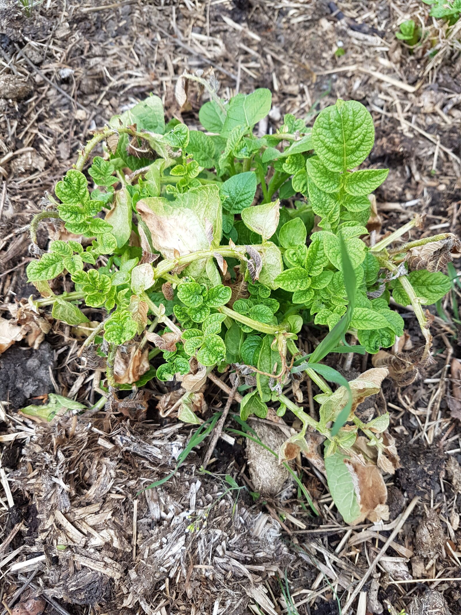 Samsung Galaxy S7 Edge sample photo. Potato, spud, potatoes photography