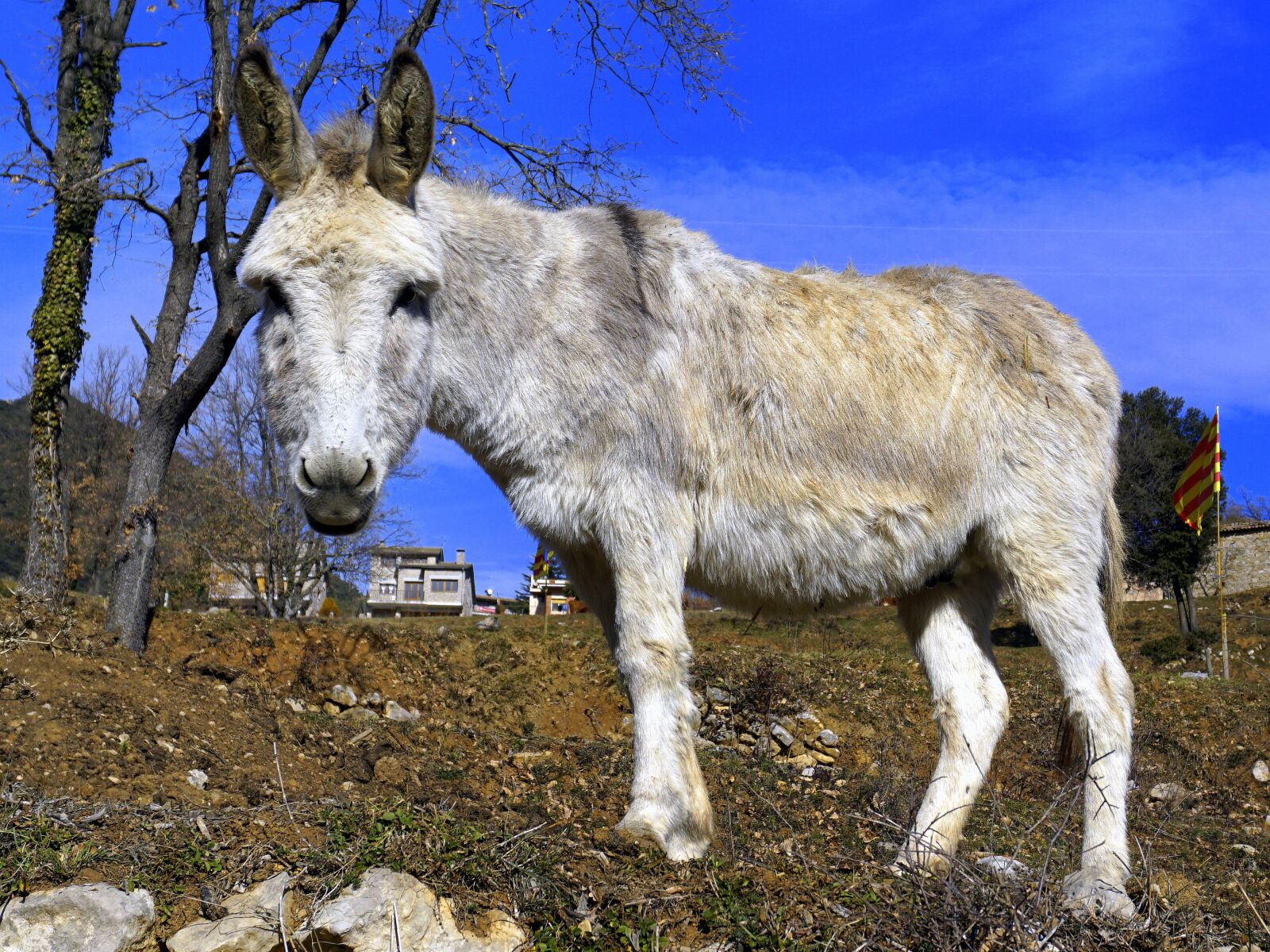 Sony E 16-50mm F3.5-5.6 PZ OSS sample photo. Ass, donkey, equine photography