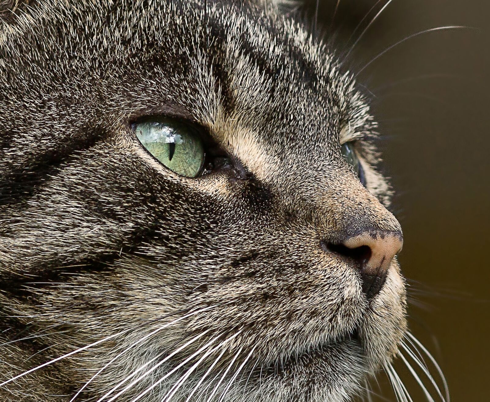 Sony SLT-A77 sample photo. Cat, tiger, eye photography