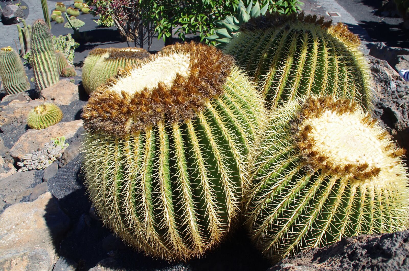 Pentax K-5 sample photo. Lanzarote, cactus garden, stepmother photography