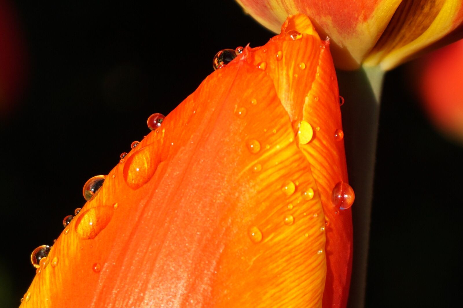 Sony a6000 sample photo. Tulip, blossom, bloom photography